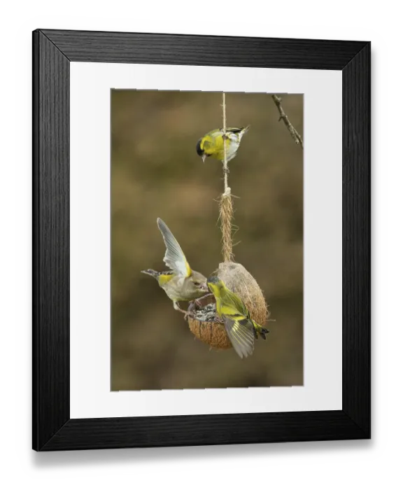 Framed Print : Siskin two birds with open wings hanging on feeding dish different looking and greenfinch with open wings looking right