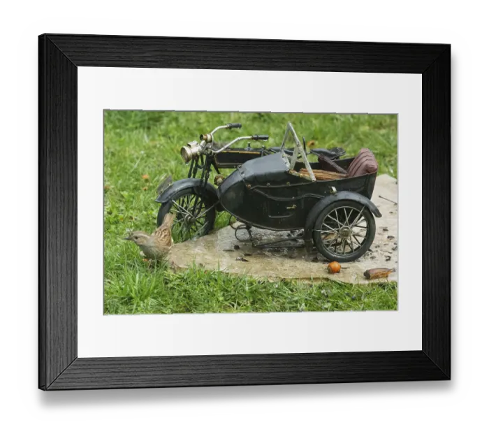 Framed Print : Dunnock standing next to motorbike on stone slab in green grass looking from front left