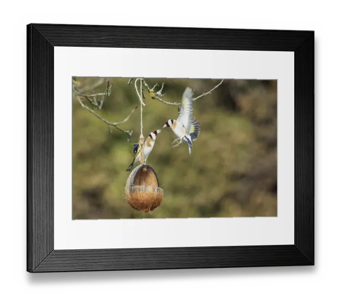 Framed Print : Goldfinch two birds with open wings standing on and beside feeding dish and flying fighting facing each other