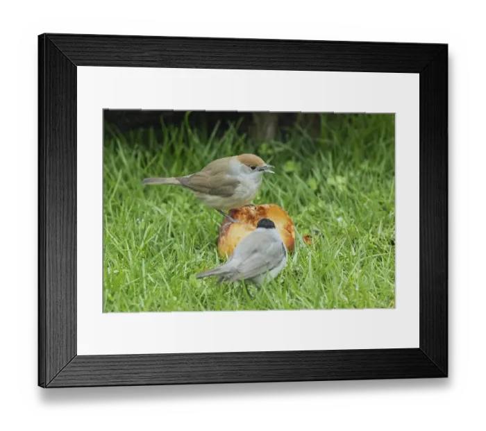 Framed Print : Blackcap male and female with open beak sitting on apple in green grass looking different