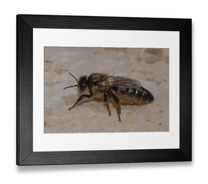 Framed Print : Honey bee queen sitting on honeycomb looking left Framed Print : Honey bee queen sitting on honeycomb looking left