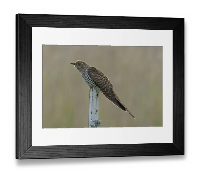 Framed Print : Female cuckoo sitting on wooden post looking left Framed Print : Female cuckoo sitting on wooden post looking left