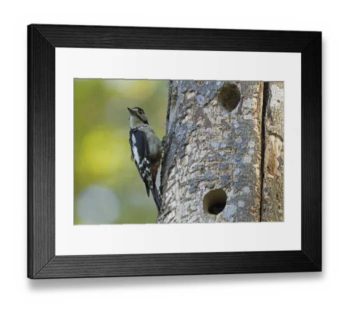 Framed Print : Great spotted woodpecker female hanging on tree trunk with nesting holes looking from the front