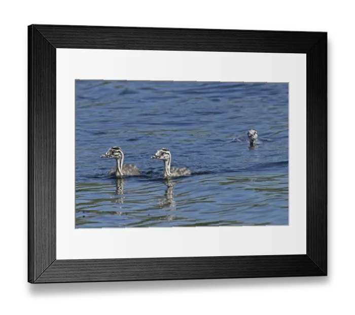 Framed Print : Great crested grebe three young birds swimming side by side in water on the left