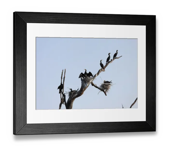 Framed Print : Cormorants (Phalacrocorax carbo) and nests on dead branch Framed Print : Cormorants (Phalacrocorax carbo) and nests on dead branch