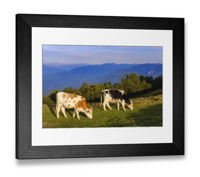 Framed Print : Grazing cows, Komovi Mountains