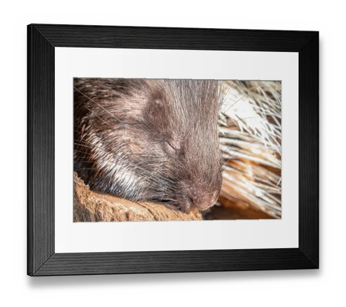 Framed Print : Face of a sleeping old world porcupine (Hystricidae)