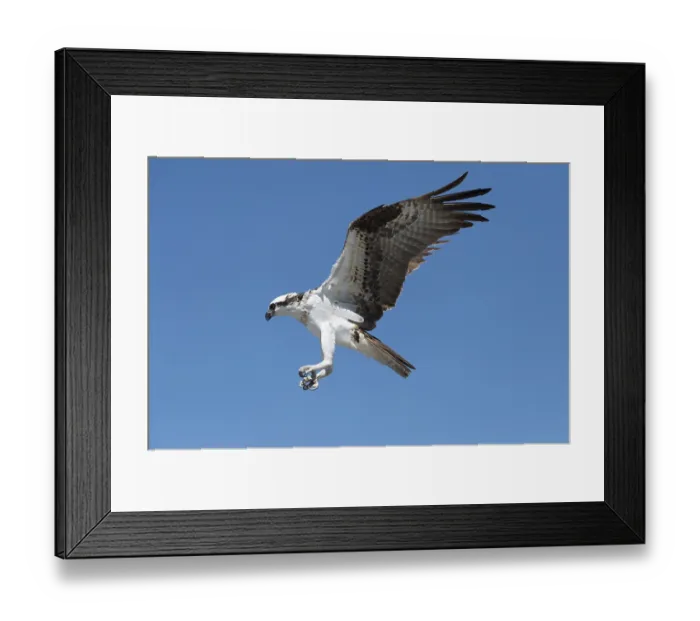 Framed Print : Osprey (Pandion haliaetus) in flight