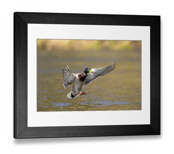 Framed Print : Mallard (Anas platyrhynchos), drake in flight Framed Print : Mallard (Anas platyrhynchos), drake in flight