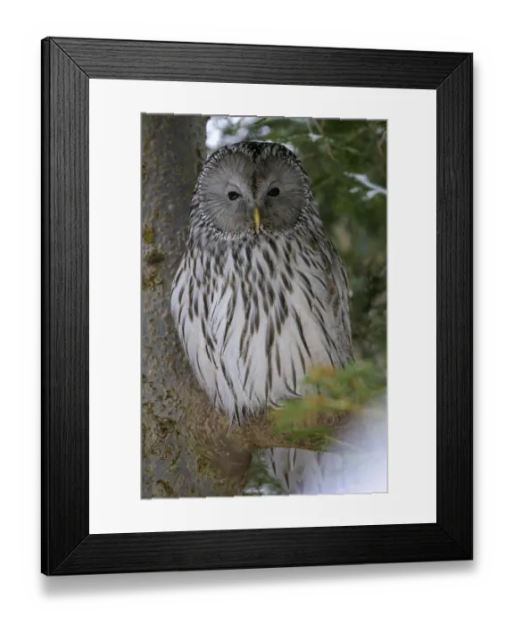 Framed Print : Ural Owl (Strix uralensis), Captive Framed Print : Ural Owl (Strix uralensis), Captive
