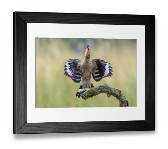 Framed Print : Hoopoe (Upupa epops) with caterpillar in beak