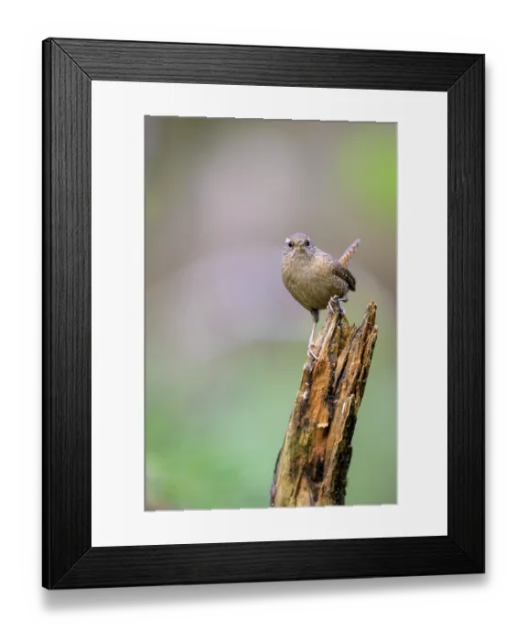 Framed Print : A small wren (Troglodytes troglodytes) sits on a broken branch and looks attentive Framed Print : A small wren (Troglodytes troglodytes) sits on a broken branch and looks attentive