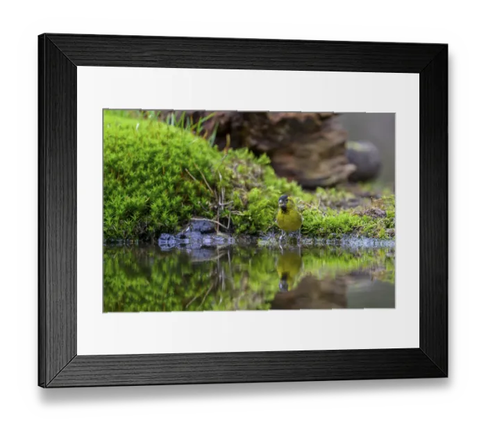 Framed Print : A siskin (Spinus spinus) drinks water and is reflected on the surface