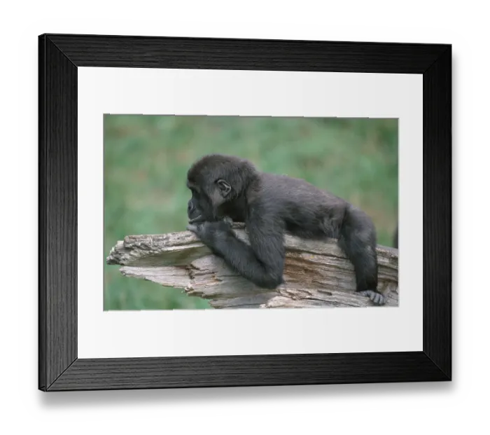 Framed Print : Western lowland gorilla (Gorilla gorilla gorilla)