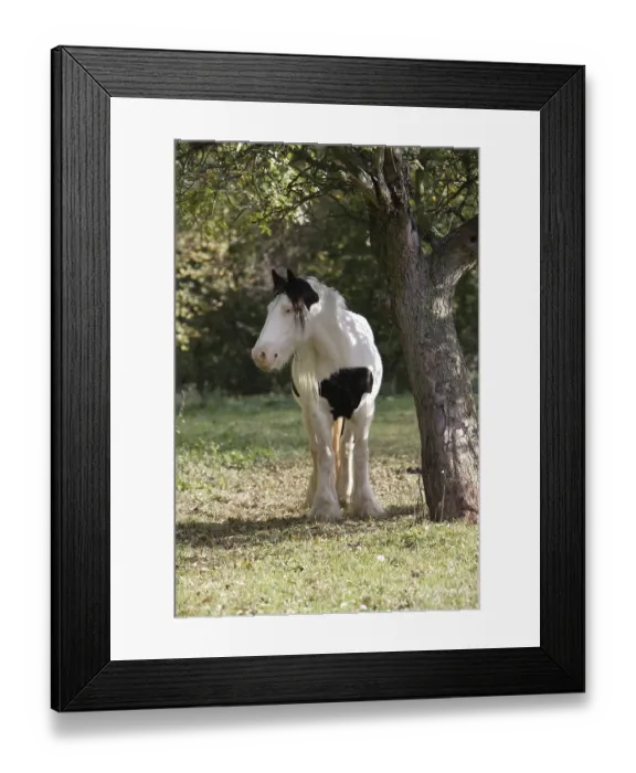 Framed Print : Irish tinker next to an apple tree Framed Print : Irish tinker next to an apple tree