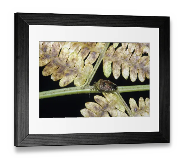 Framed Print : Bug on a fern Framed Print : Bug on a fern