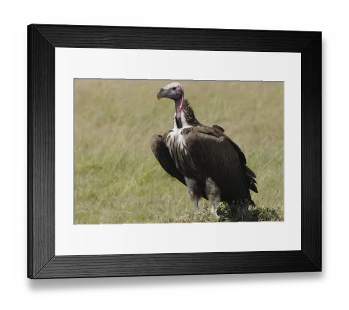 Framed Print : Vulture, Masai Mara National Reserve