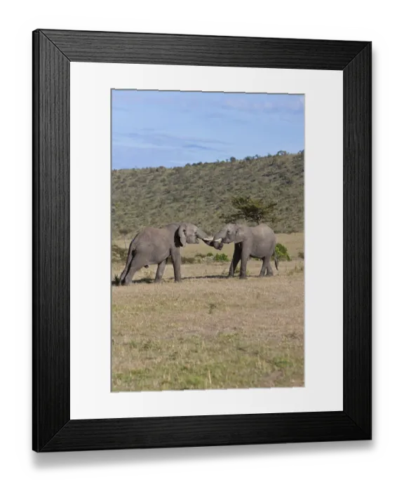 Framed Print : African Bush Elephants (Loxodonta africana) Framed Print : African Bush Elephants (Loxodonta africana)