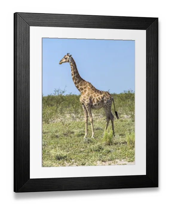 Framed Print : Giraffe (Giraffa camelopardalis) in the bush Framed Print : Giraffe (Giraffa camelopardalis) in the bush