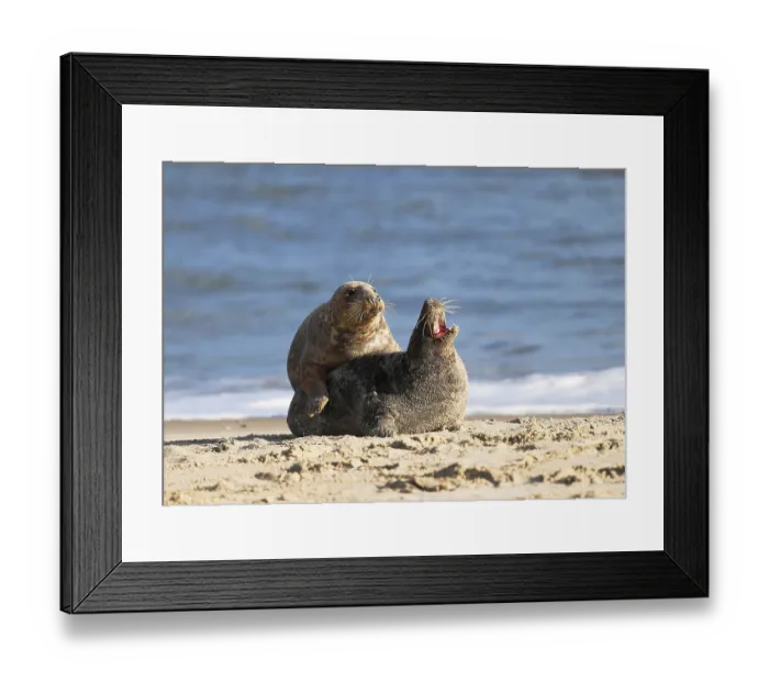 Framed Print : Two gray seals (Halichoerus grypus) Framed Print : Two gray seals (Halichoerus grypus)