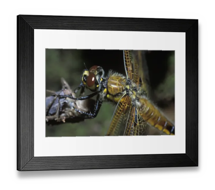 Framed Print : Four-Spotted Skimmer Libellula quadrimaculata