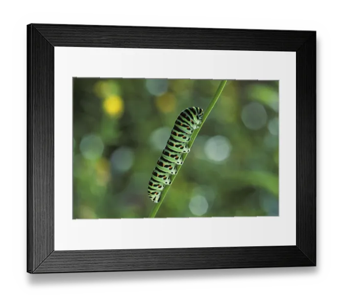Framed Print : Caterpillar Swallowtail Butterfly Papilio machaon Larva Germany