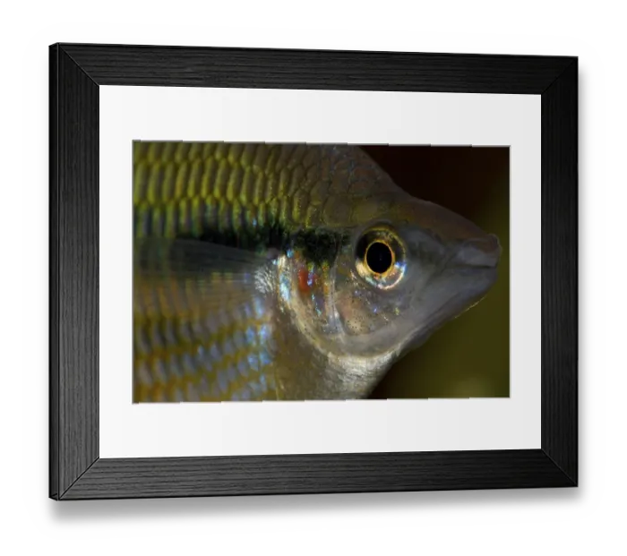 Framed Print : Goyder River Rainbowfish - Banded Rainbow Fish - Melanotaenia trifasciata