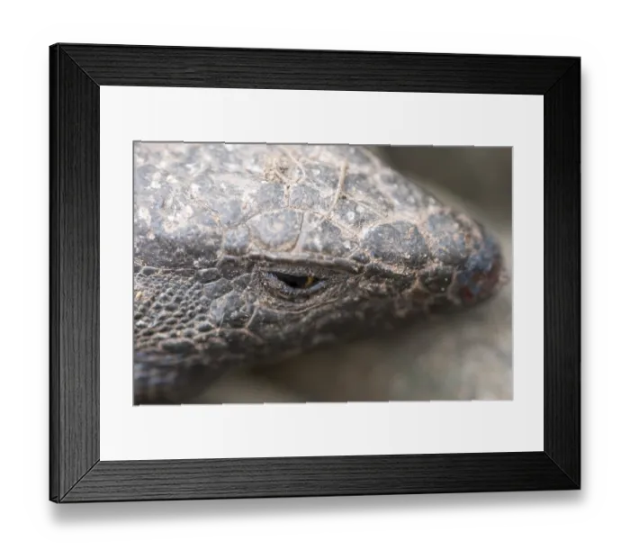 Framed Print : Lizard Canary Islands - La Gomera