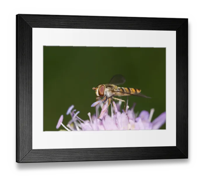 Framed Print : Hoverfly Epistrophe balteata - wood scabious Knautia sylvatica - Germany