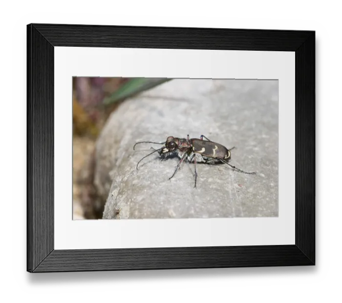Framed Print : Tiger beetle - Cicindela silvicola - Bavaria