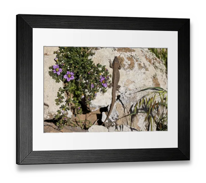 Framed Print : Lizard and Fagonia cretica, Fuerteventura Framed Print : Lizard and Fagonia cretica, Fuerteventura