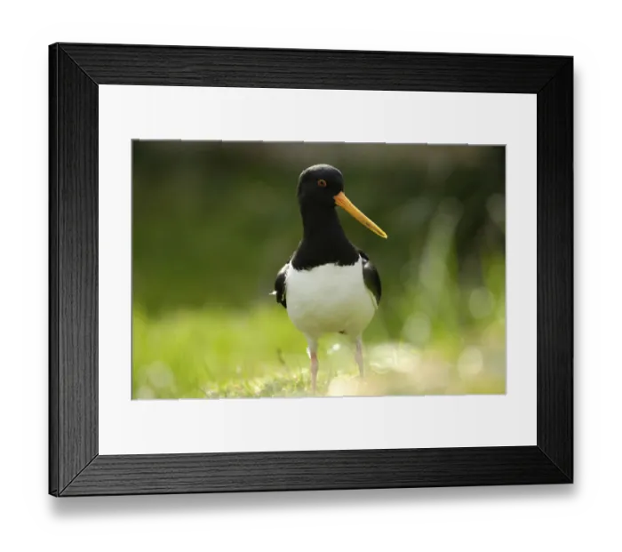 Framed Print : Eurasian Oystercatcher (Haematopus ostralegus)