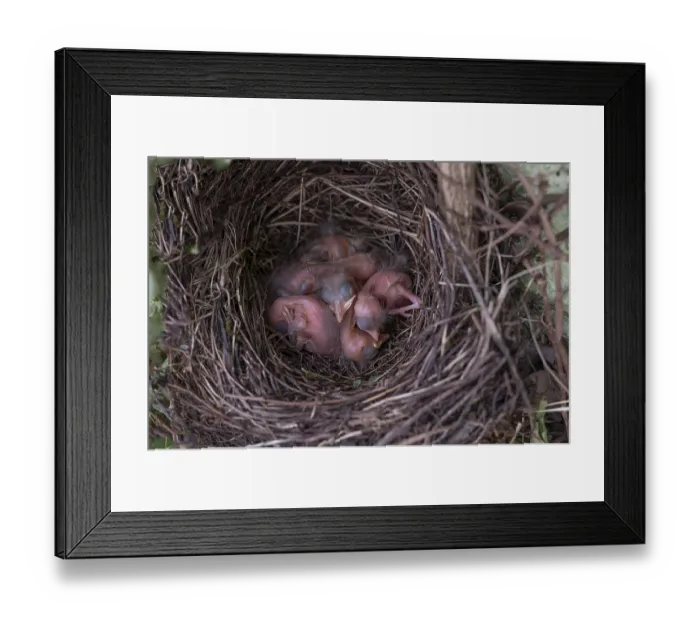 Framed Print : Five hatched blackbirds (Turdus merula) in the nest Framed Print : Five hatched blackbirds (Turdus merula) in the nest