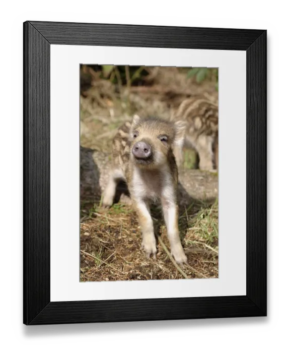Framed Print : Wild Boar