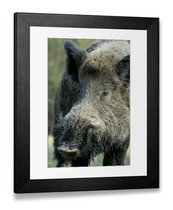 Framed Print : Wild boar Framed Print : Wild boar
