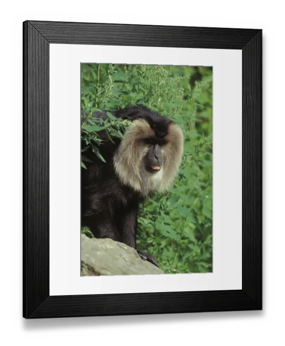 Framed Print : Lion tailed macaque