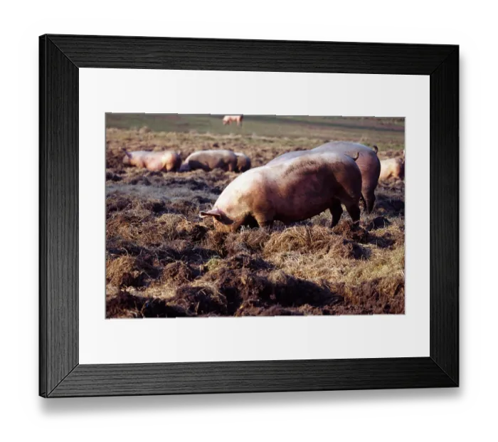Framed Print : Domestic pic Framed Print : Domestic pic