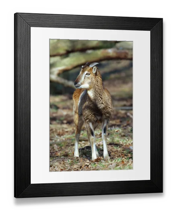 Framed Print : European mouflon