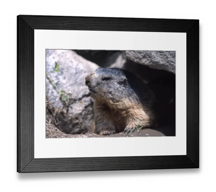 Framed Print : Marmots