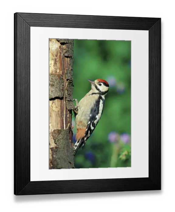 Framed Print : Great spotted woodpecker Framed Print : Great spotted woodpecker