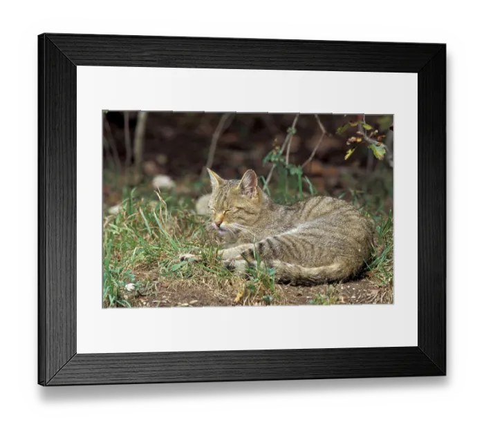 Framed Print : European wild cat Framed Print : European wild cat