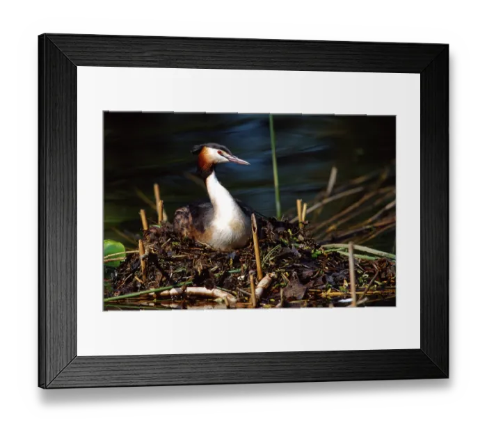 Framed Print : Grat crested grebe Framed Print : Grat crested grebe