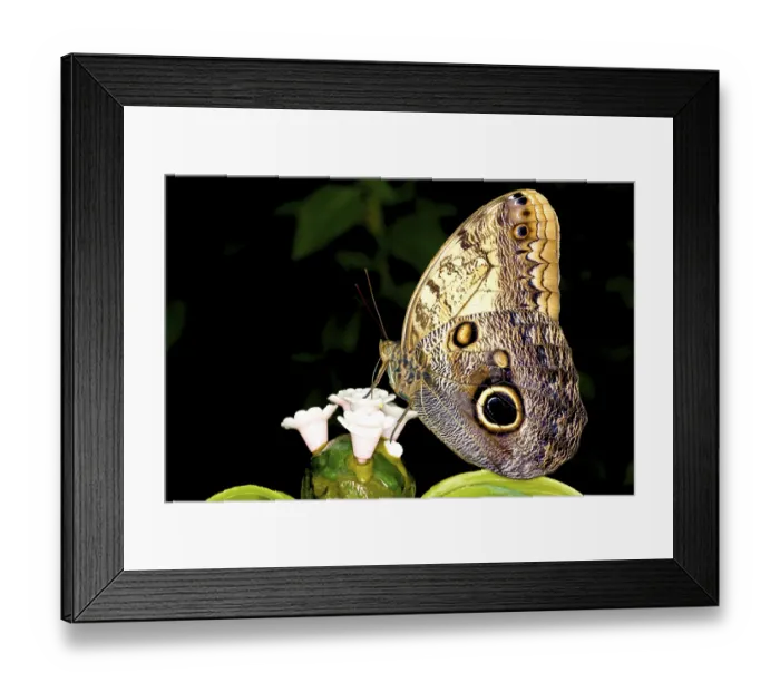 Framed Print : Peacock Pansy (Precis almana) Framed Print : Peacock Pansy (Precis almana)