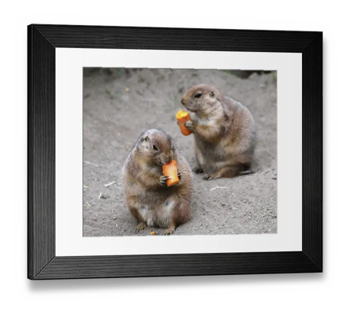 Framed Print : Black-tailed Prairie Dogs (Cynomys ludovicianus) nibble on carrot