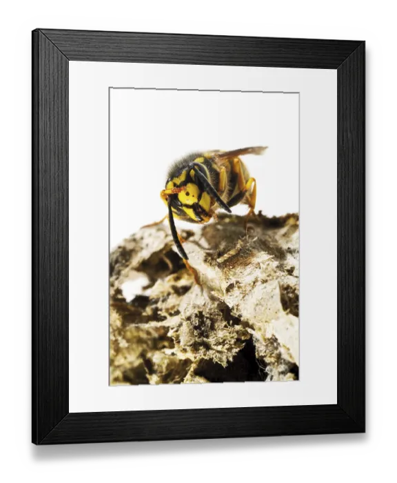 Framed Print : European Hornet (Vespa crabro) perched on its nest
