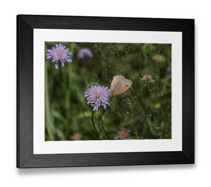 Framed Print : Flower meadow, small heath (Coenonympha pamphilus) on flower
