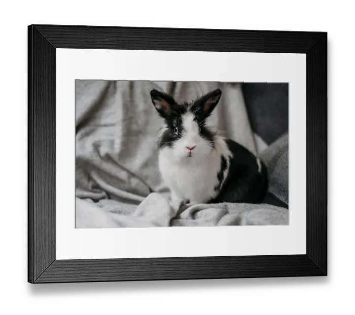 Framed Print : Portrait adorable rabbit