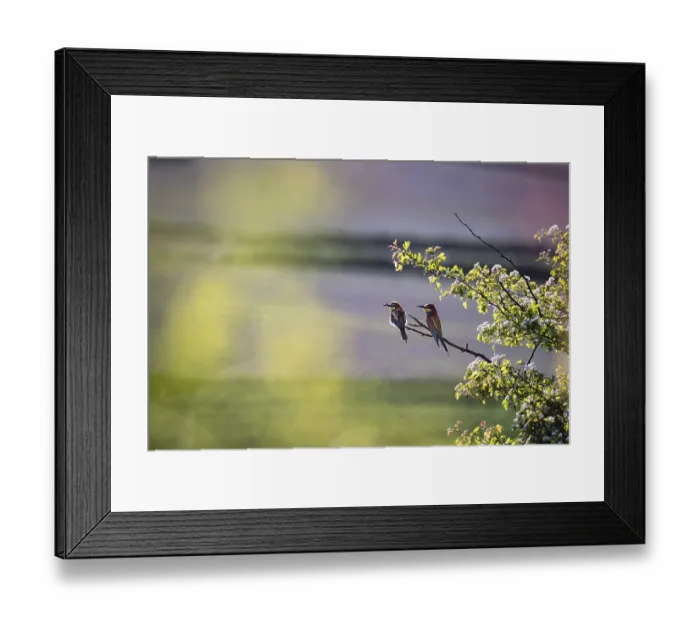 Framed Print : A pair of European bee-eaters (Merops apiaster) sitting on a tree branch