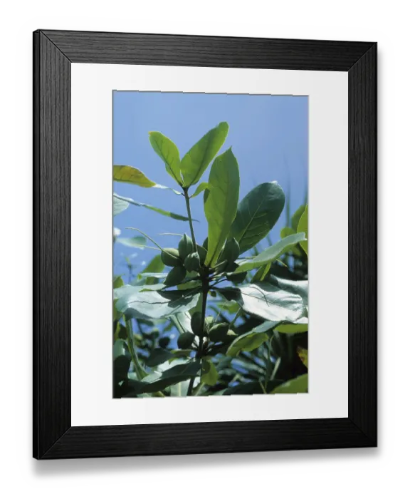 Framed Print : Indian almond (Terminalia catappa)