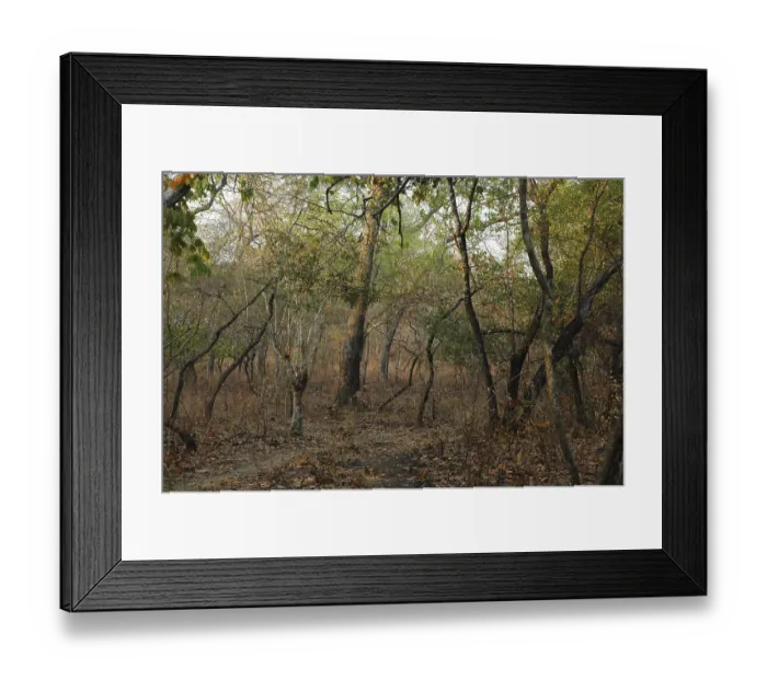 Framed Print : Dry deciduous forest in Malawi Framed Print : Dry deciduous forest in Malawi